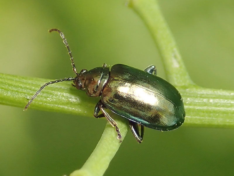 Chrysomelidae: Altica quercetorum (cfr.)